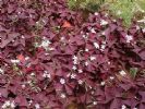  Oxalis  Extract